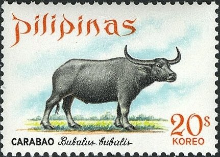 Asian Water Buffalo (Bubalus arnee bubalis)