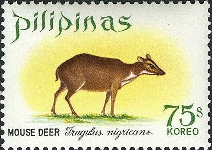 Musk Deer (Moschus sp.)