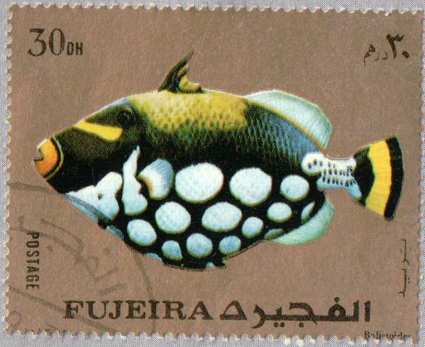 Clown Triggerfish (Balistoides conspicillum)