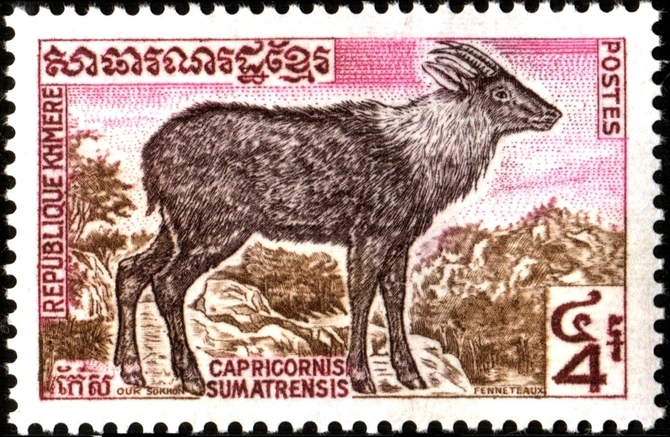 Sumatran Serau (Capricornis sumatrensis)