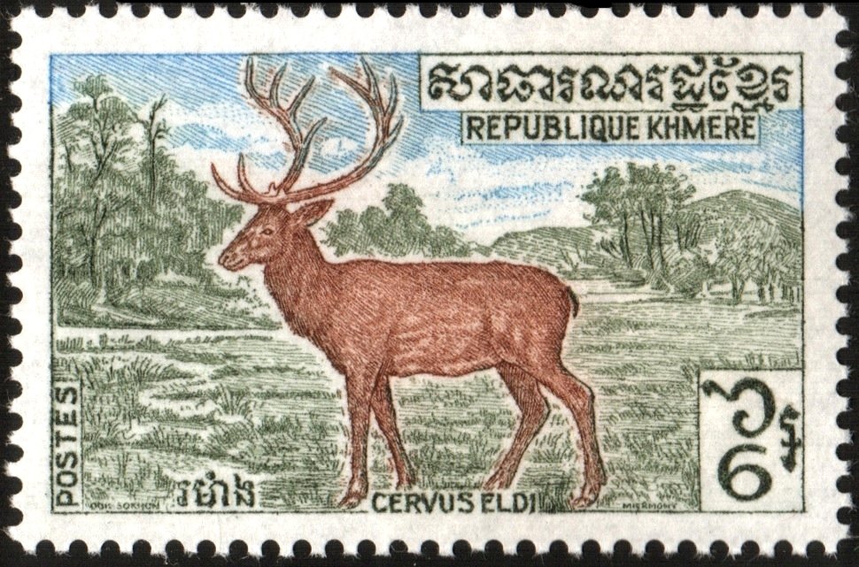 Eld's Deer (Cervus eldi)