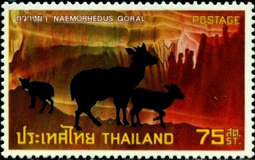 Long-tailed Goral (Nemorhaedus goral caudatus)