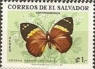 Karwinski's Beauty (Smyrna karwinskii)