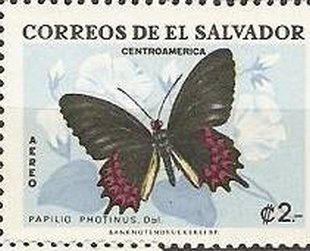 Pink-spotted Cattleheart (Papilio photinus)