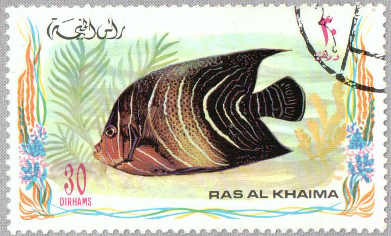 Koran Angelfish (Pomacanthus semicirculatus)