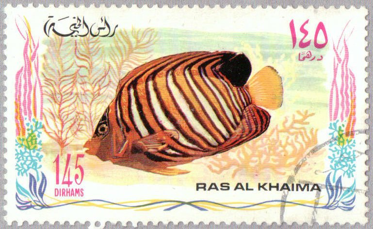 Royal Angelfish (Pygoplites diacanthus)