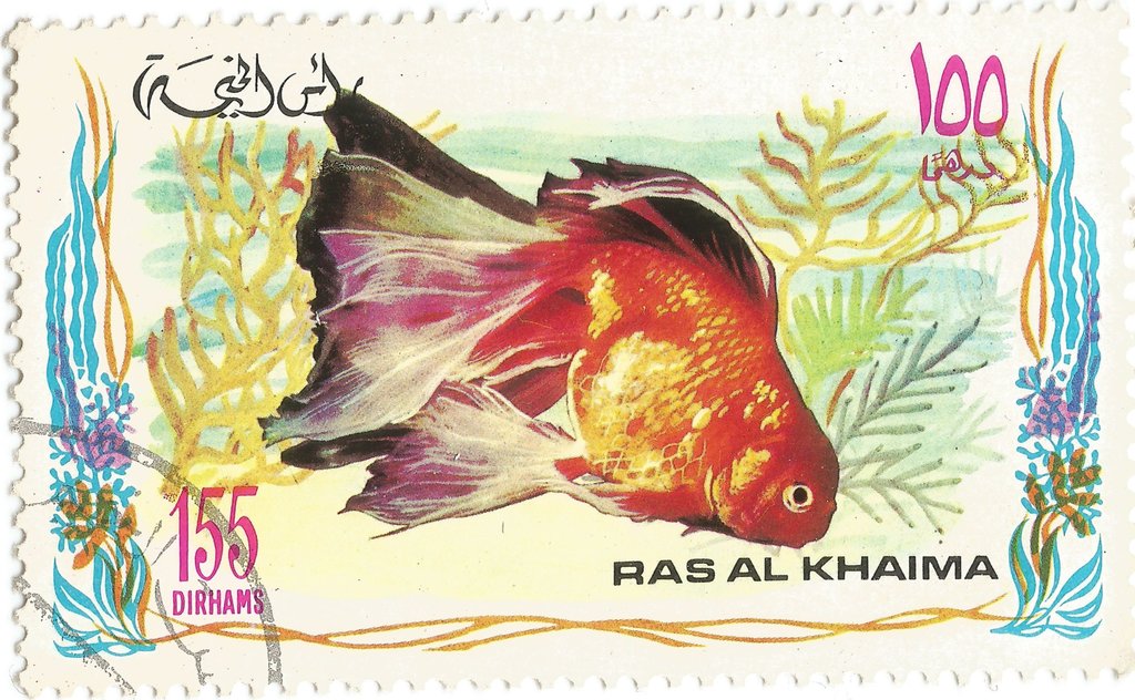 Goldfish (Carassius auratus var.)