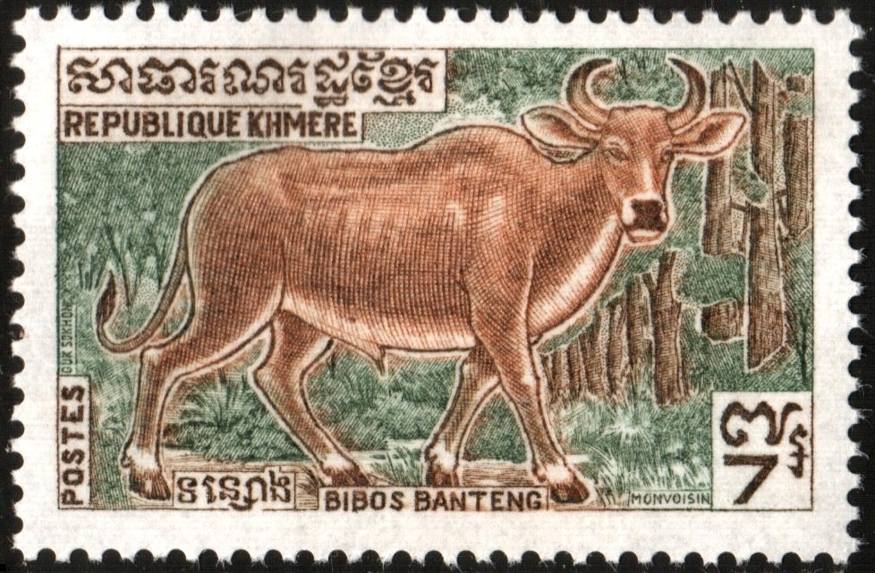 Banteng (Bos javanicus)