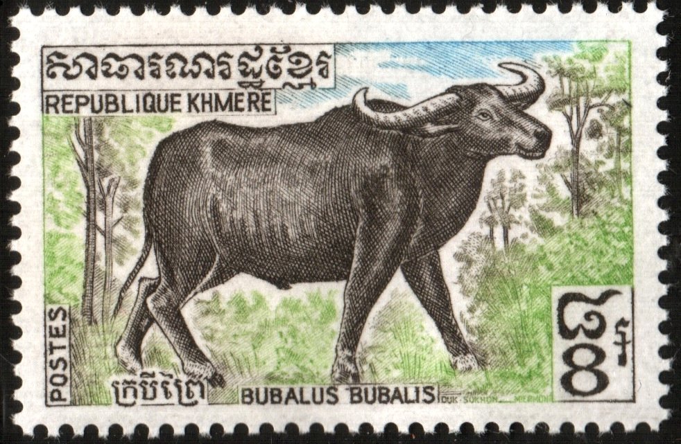 Domestic Water Buffalo (Bubalus arnee bubalis)