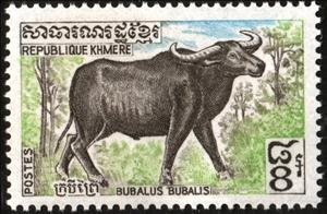 Stamp, Domestic Water Buffalo (Bubalus arnee bubalis), Cambodia,  , Animals (Fauna)