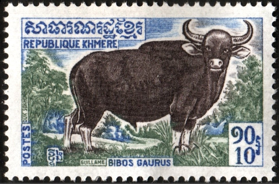 Gaur (Bos gaurus)