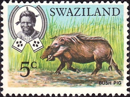 Bushpig (Potamochoerus larvatus)