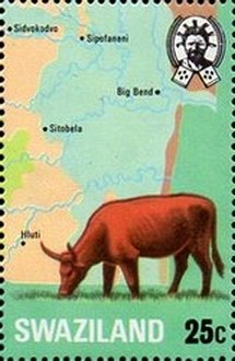 Cattle (Bos primigenius indicus)