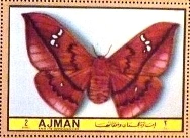 Stamp, Cricula trifenistrata, Ajman,  , Insects, Butterflies, Animals (Fauna)