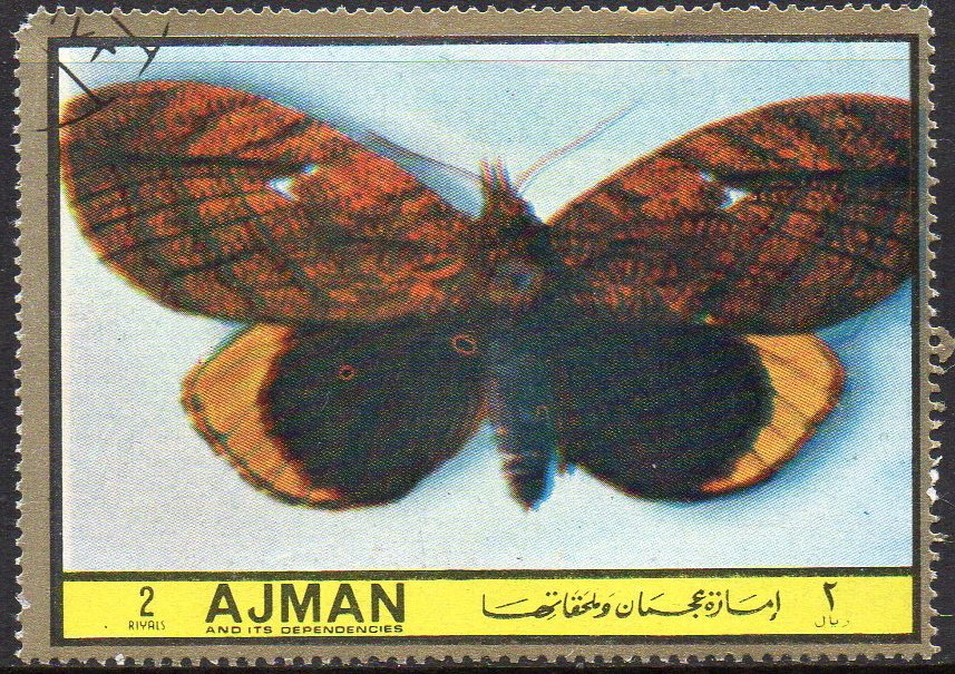 Phyliodes specialis
