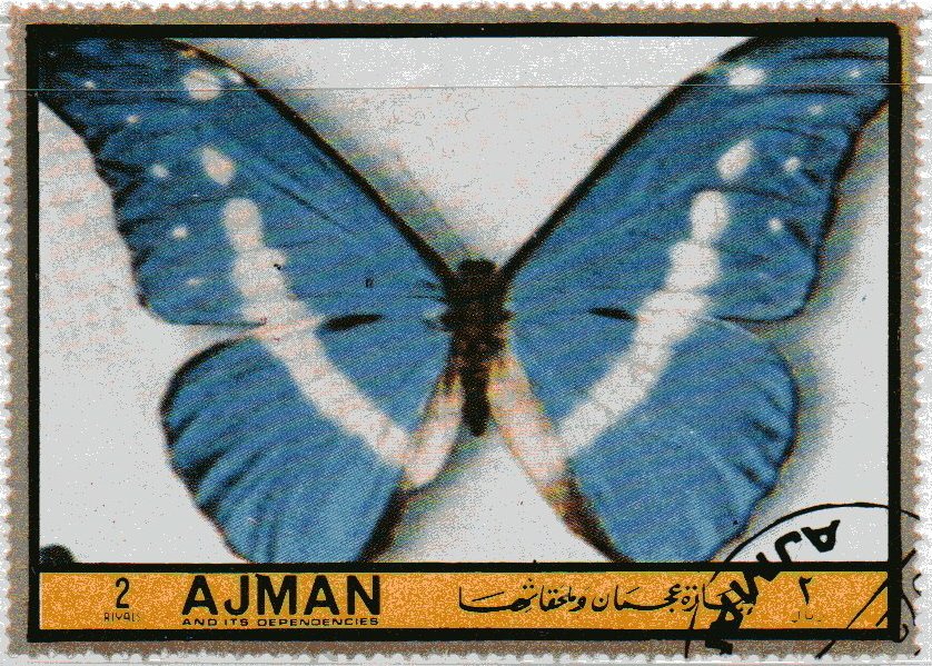 Euthalia indica
