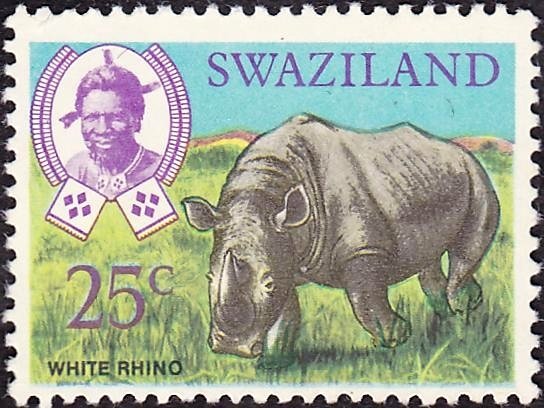 White Rhinoceros (Ceratotherium simum)