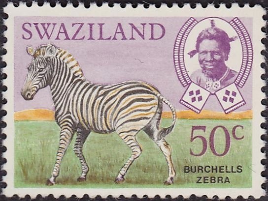 Burchell's Zebra (Equus burchelli)