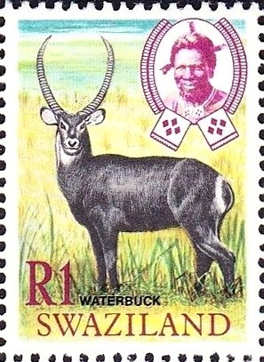 Waterbuck (Kobus ellipsiprymnus)