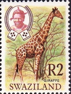 Giraffe (Giraffa camelopardalis)