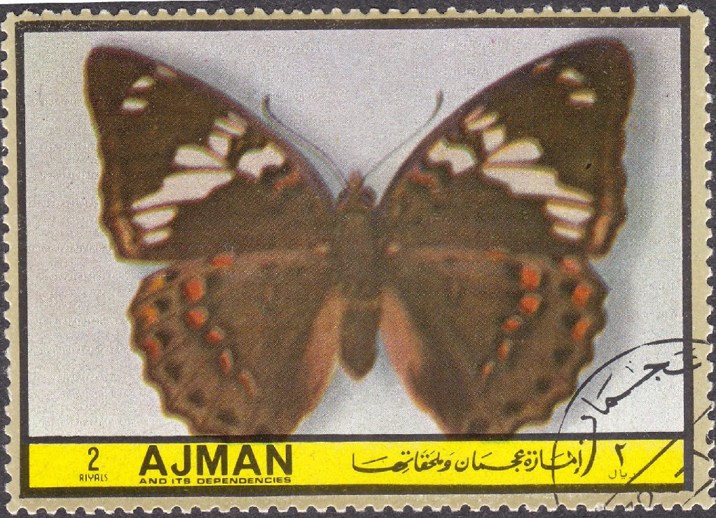 Morpho elena