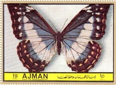 Morpho cypris