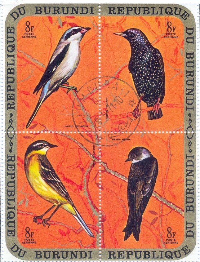 Lanius excubitor,Sturnus vulgaris,Motacilla flava,Riparia ri