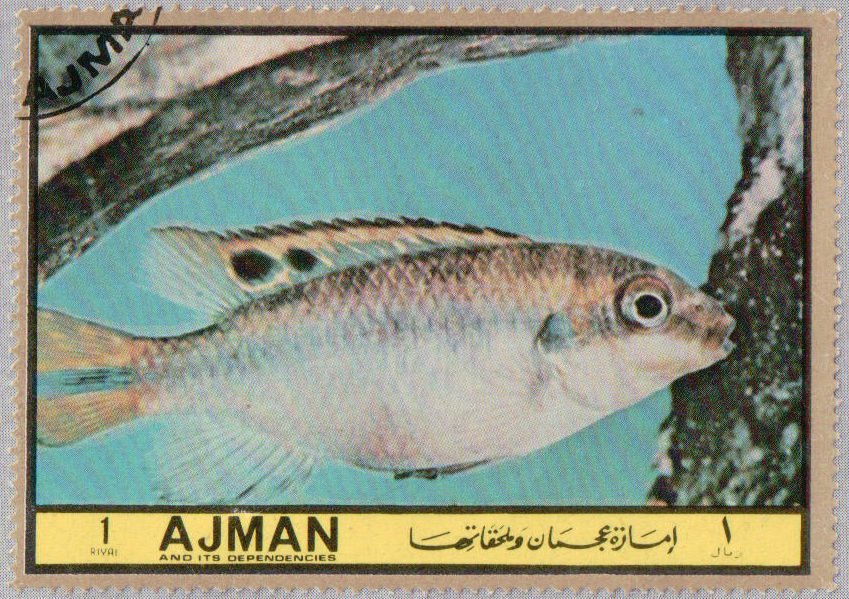 Pelmatochromis kribensis