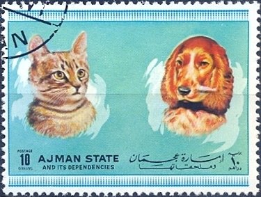 Cat and dog