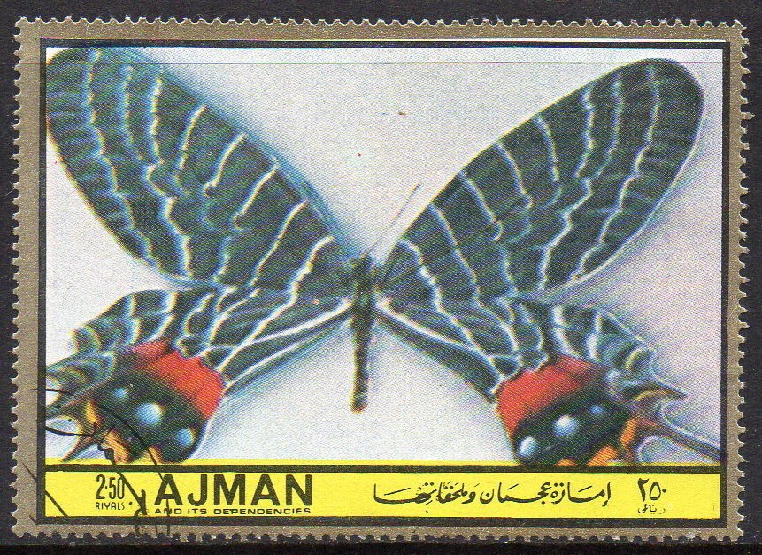 Armandia lidderdalei