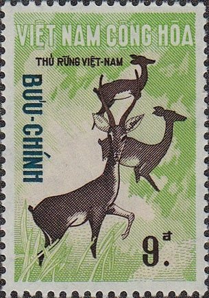 Sambar Deer (Cervus unicolor)