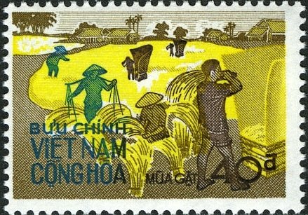 Bundling and carrying rice