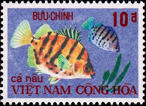 Pearlspot Cichlid (Etroplus suratensis)