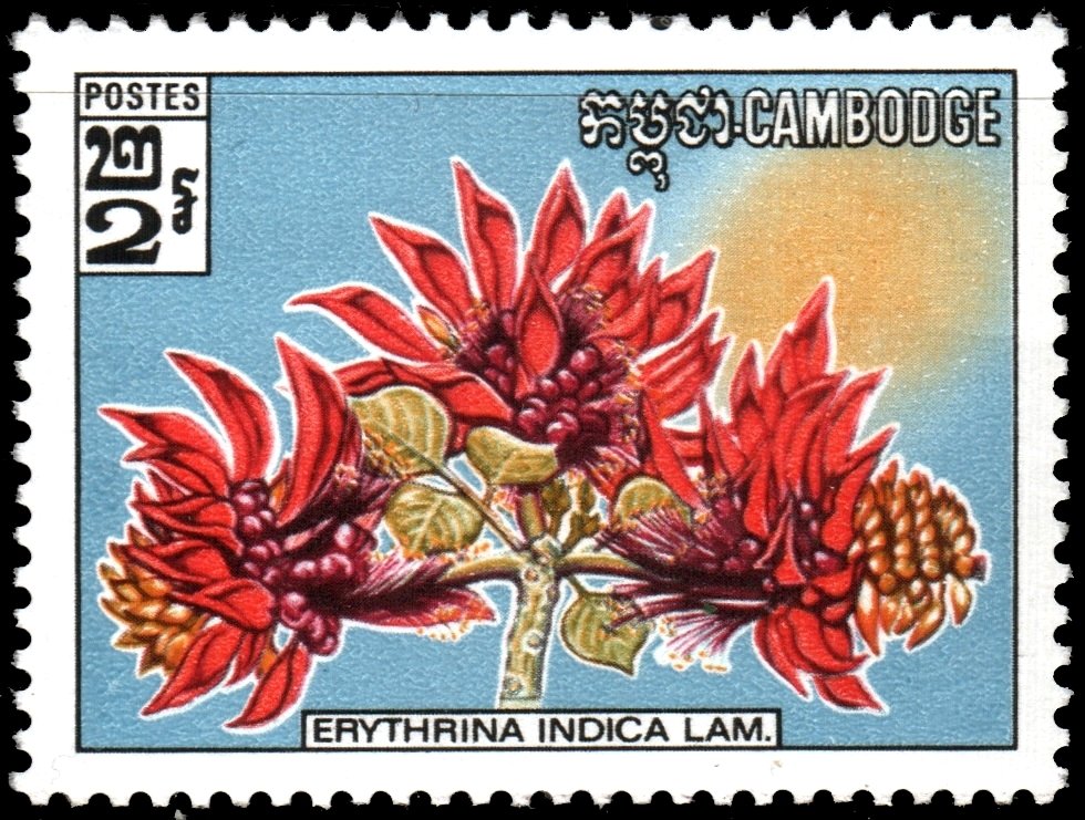Wild Flowers.  Erythrina indica Lam.
