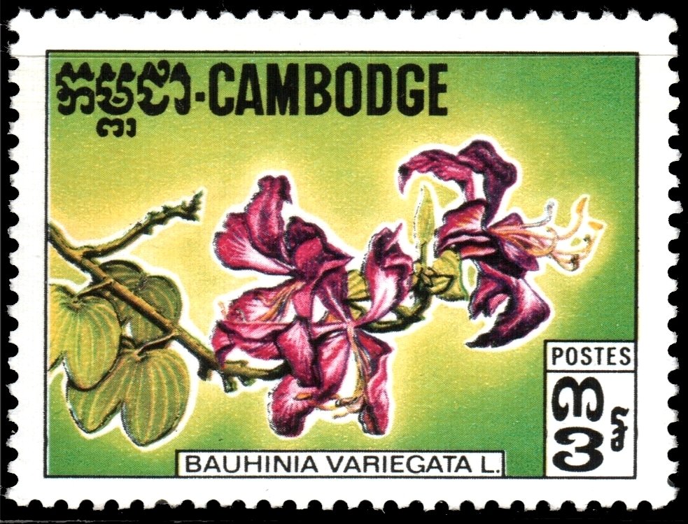 Wild Flowersю Bauhinia variegata L.