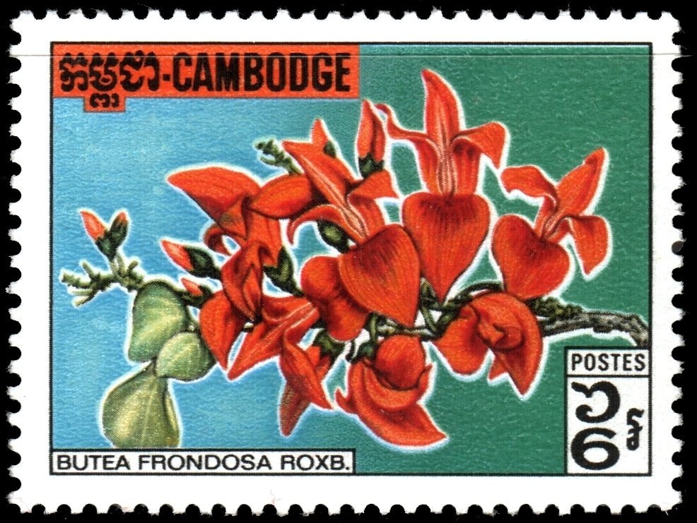 Wild Flowersю Butea frondosa Rexe