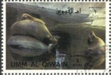 Sea Lion (Zalophus sp.)