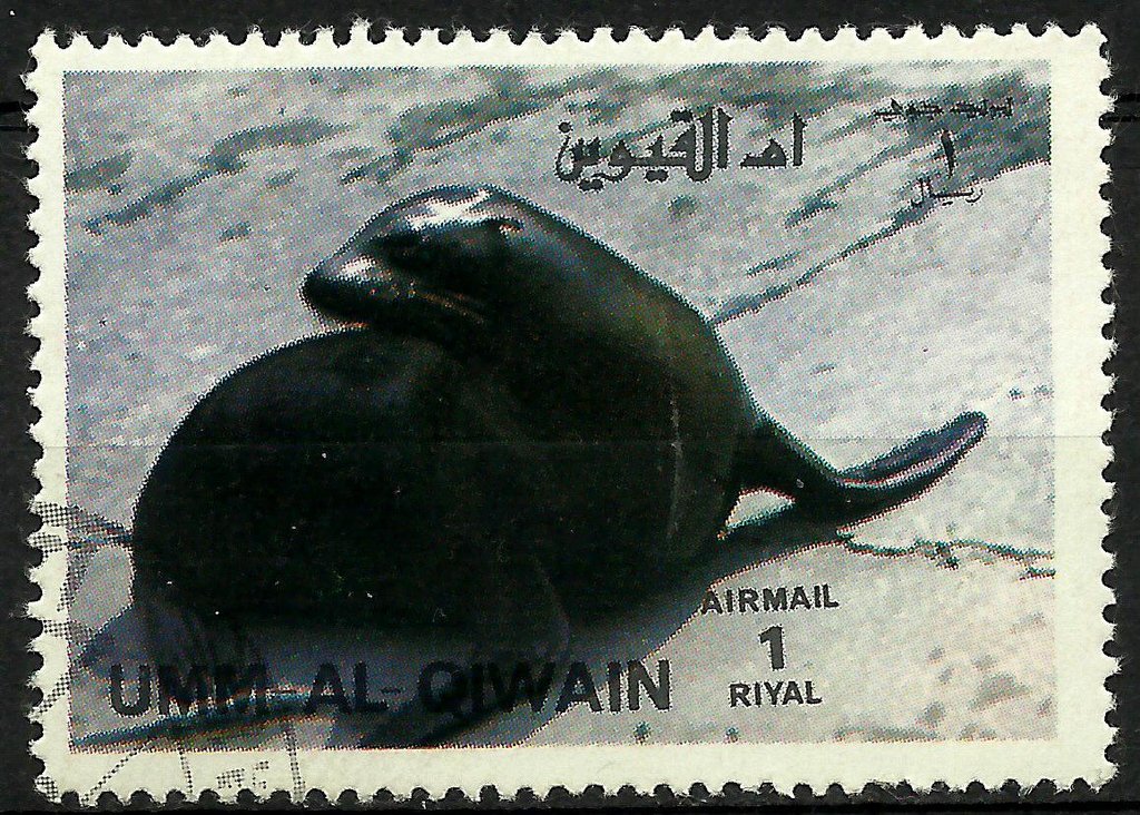 Sea Lion (Zalophus sp.)