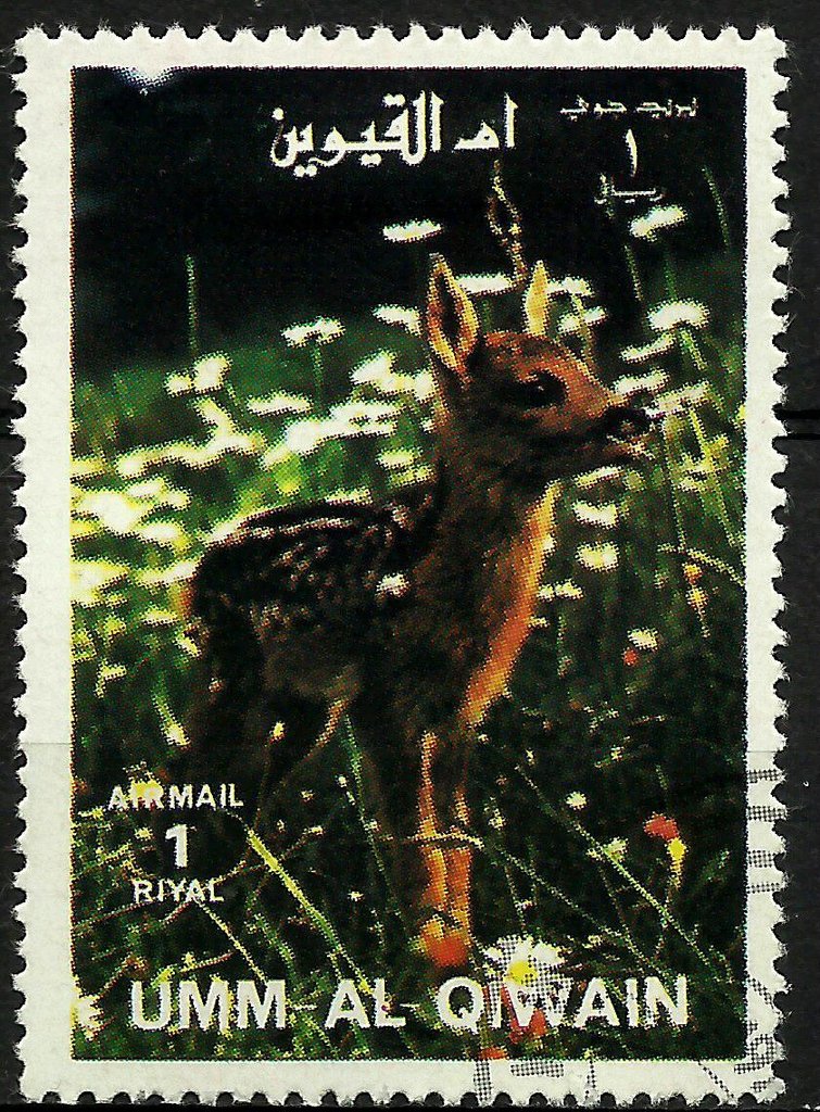 Roe Deer (Capreolus capreolus) - Fawn