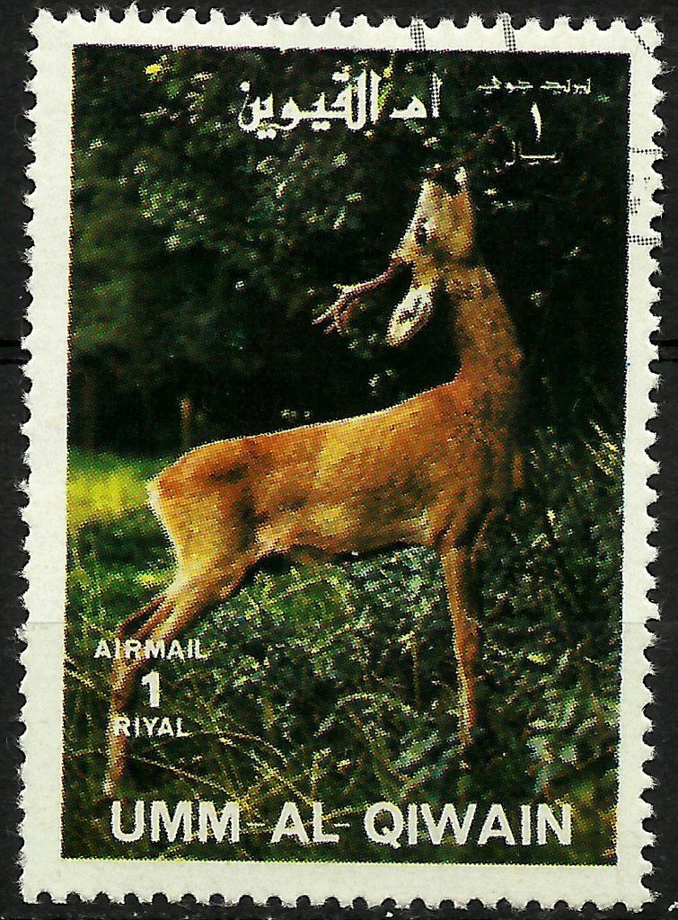 Roe Deer (Capreolus capreolus)
