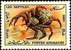Spider