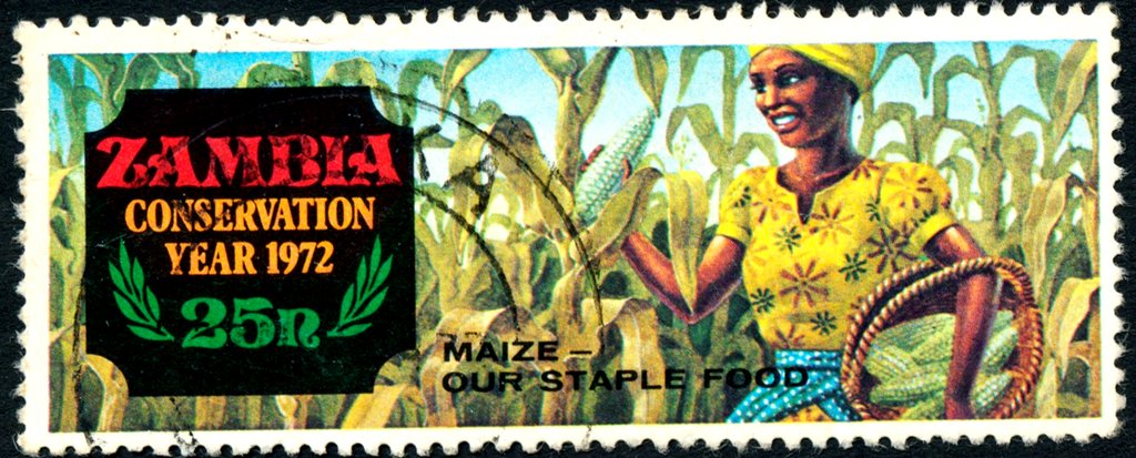 Maize