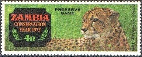 Cheetah (Acinonyx jubatus)
