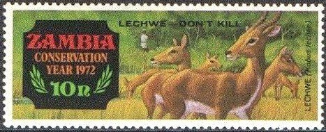 Southern Lechwe (Kobus leche)