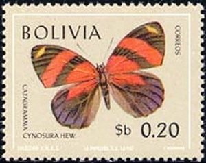 Cynosura Eight-eight (Catagramma cynosura)