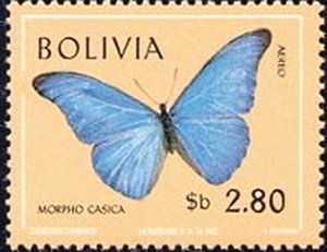 (Morpho casica)