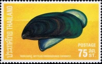 Asian Green Mussel (Mytilus smaragdinus)