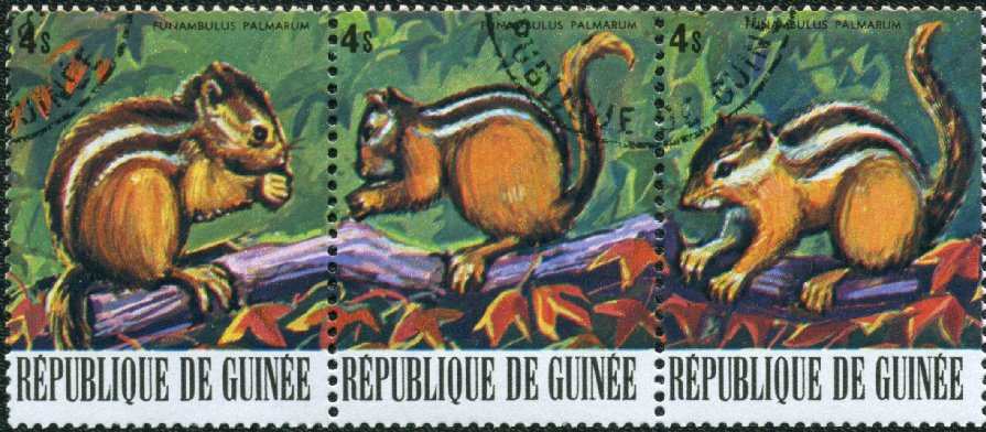 Indian Palm Squirrel (Funambulus palmarum) - Stripe of 3 Sta