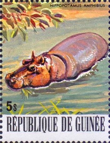 Hippopotamus (Hippopotamus amphibius)