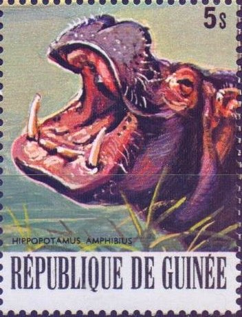 Hippopotamus (Hippopotamus amphibius)
